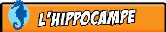 banniere de l'hippocampe